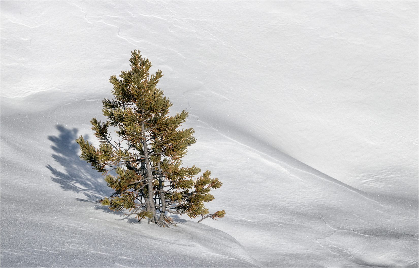 A Lonesome Pine