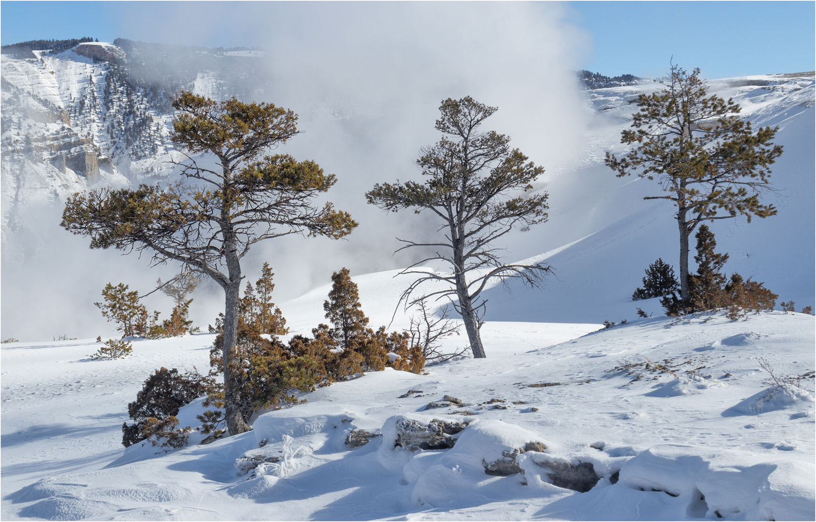 Three Trees At Mammoth Hot Springs