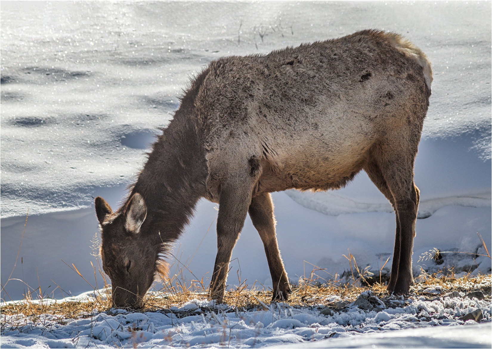 Female Elk Grazing