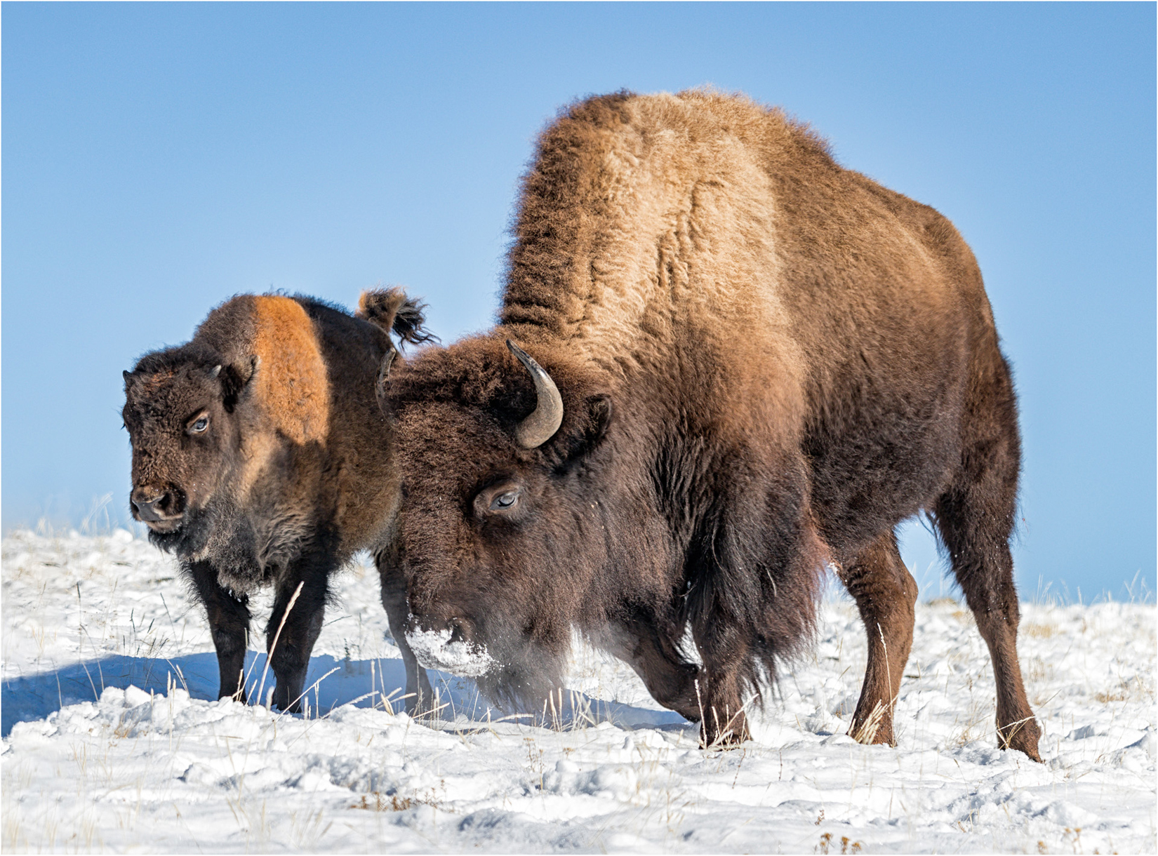 Mother and Young Bison