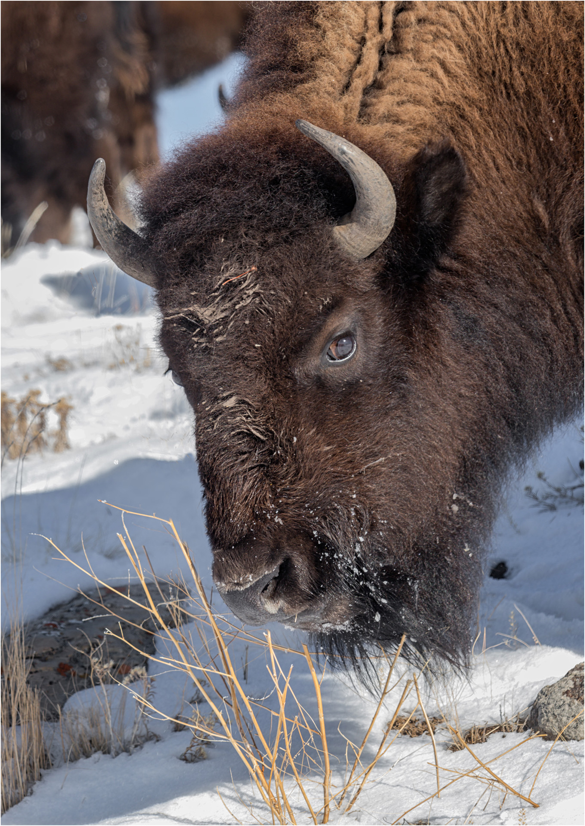 Bison Looking For Grass