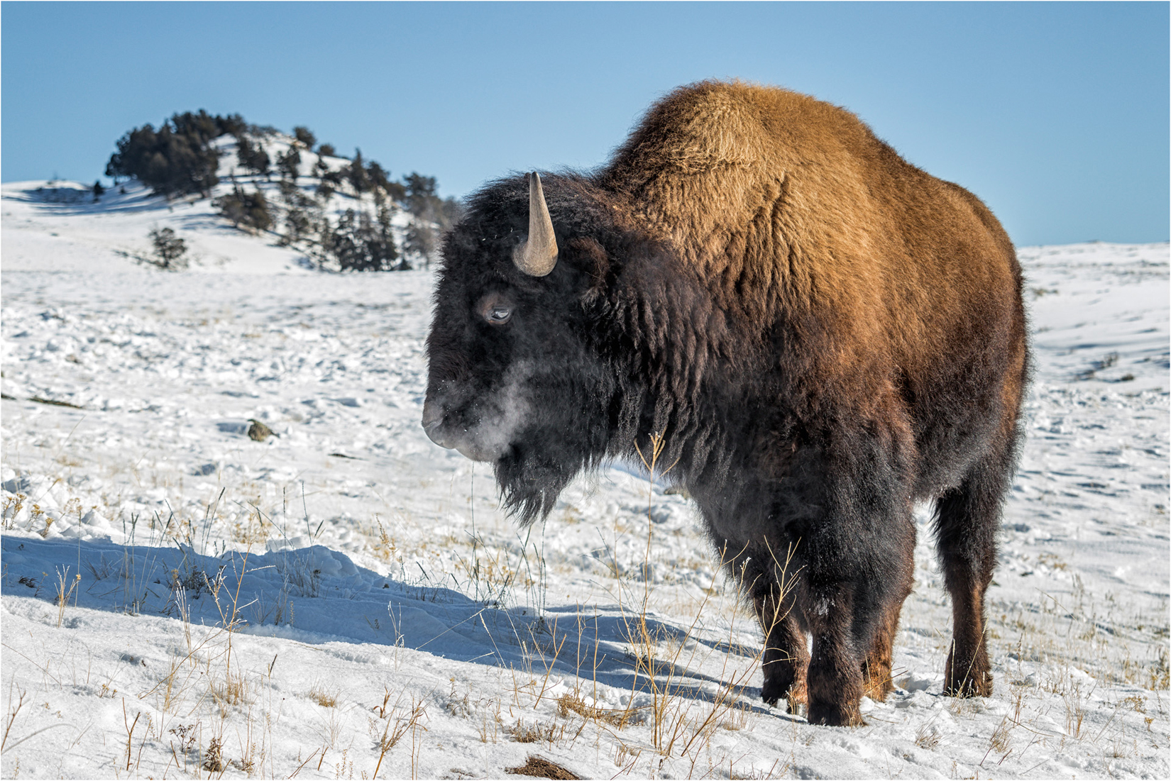 Female Bison