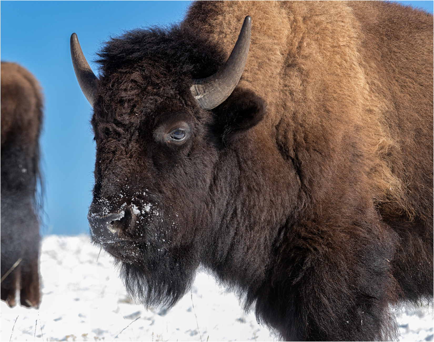 Bison Close-Up