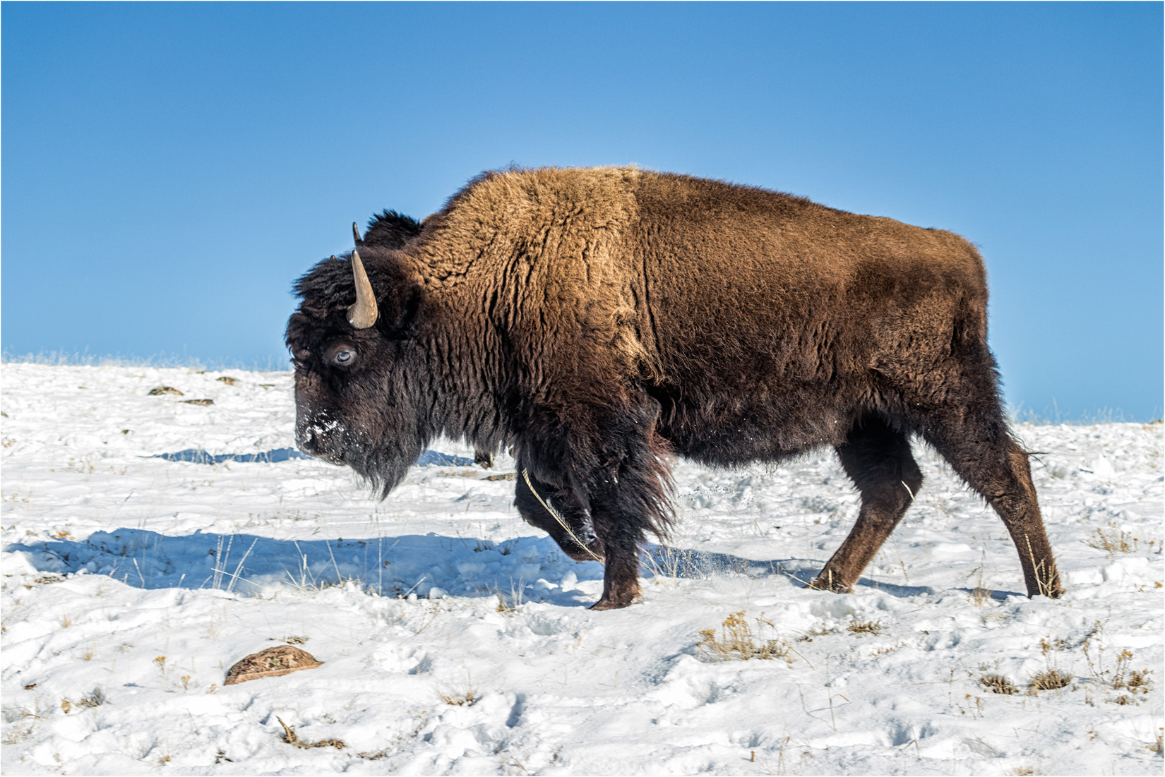 Female Bison