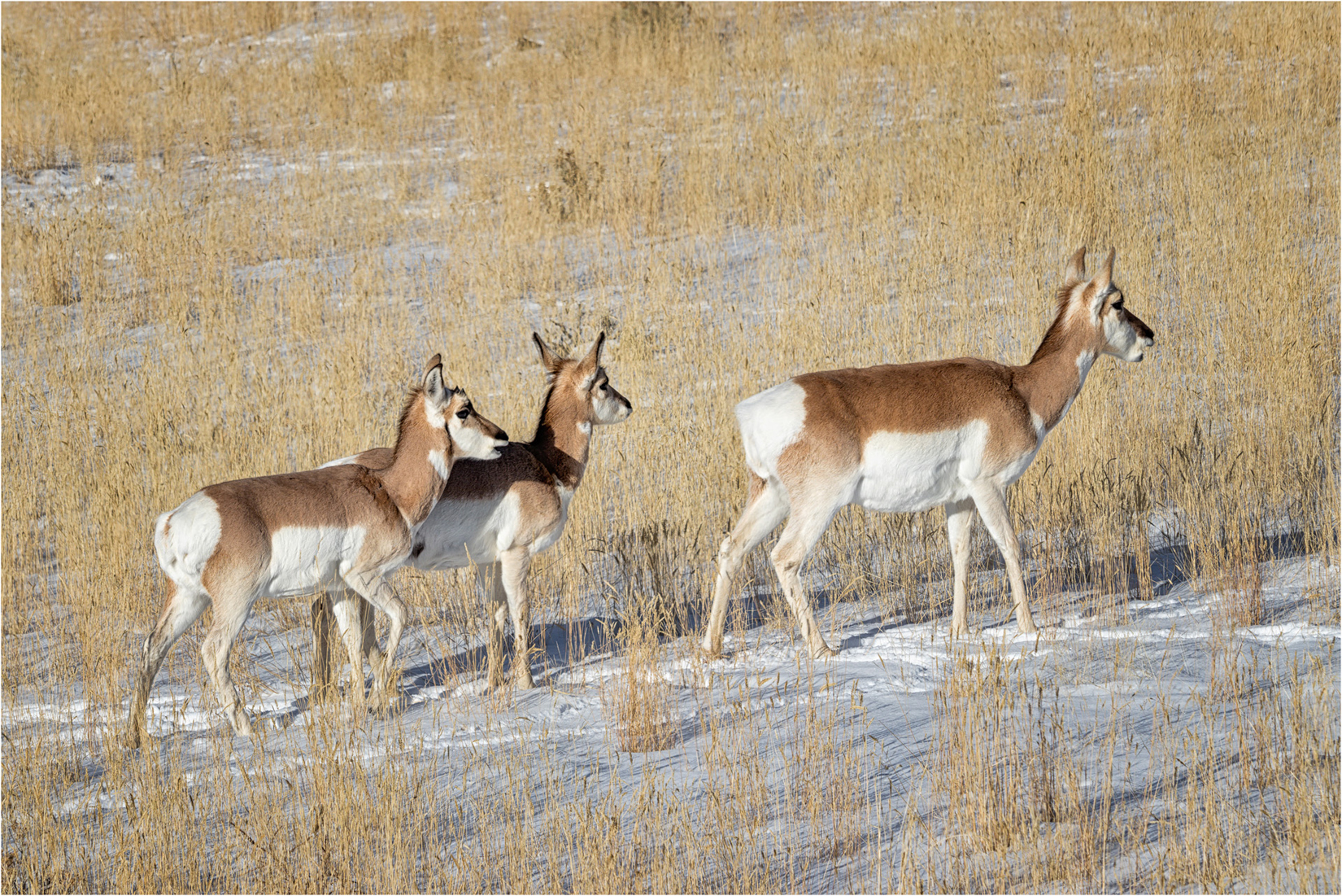 Pronghorn Family