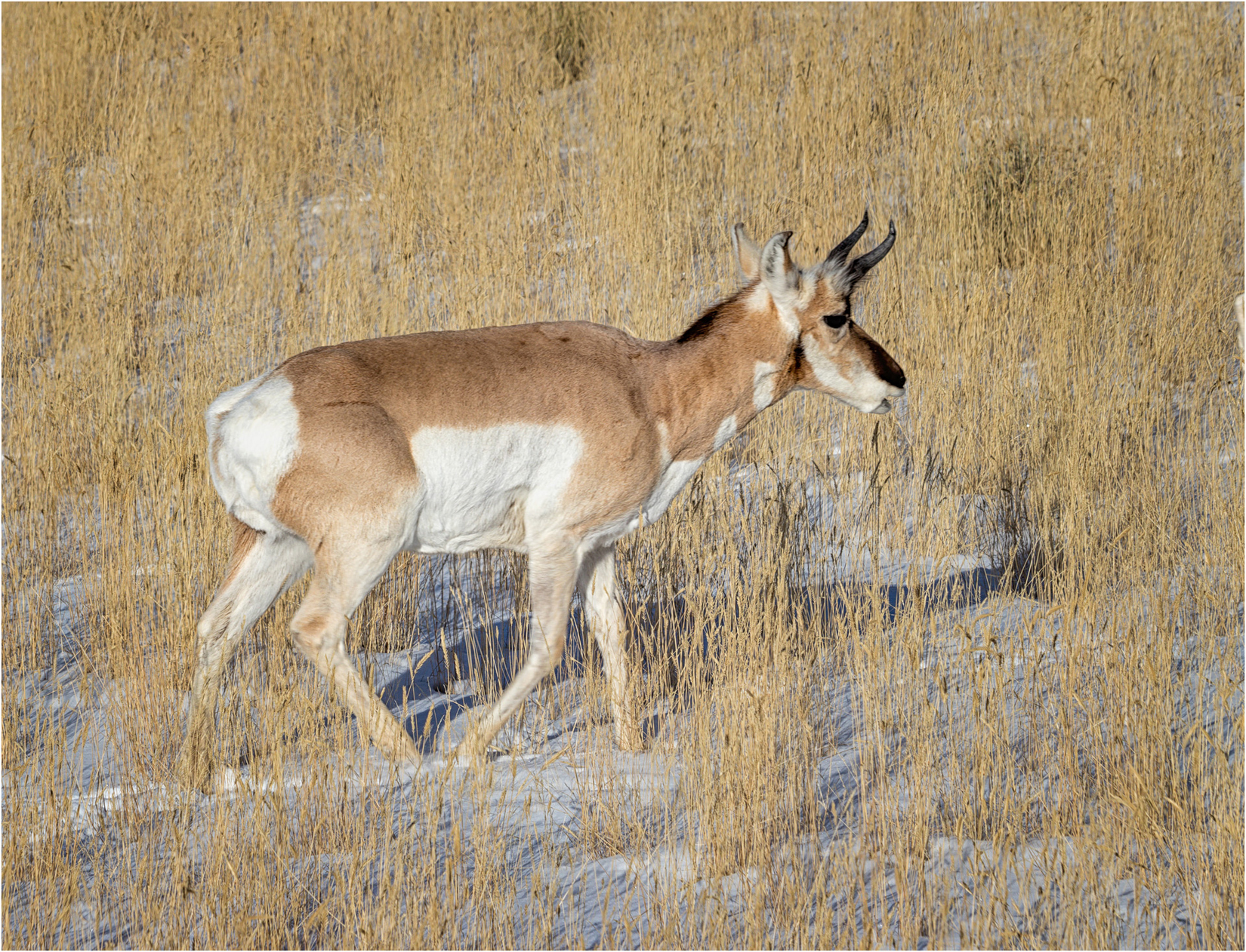 Male Pronghorn Antelope