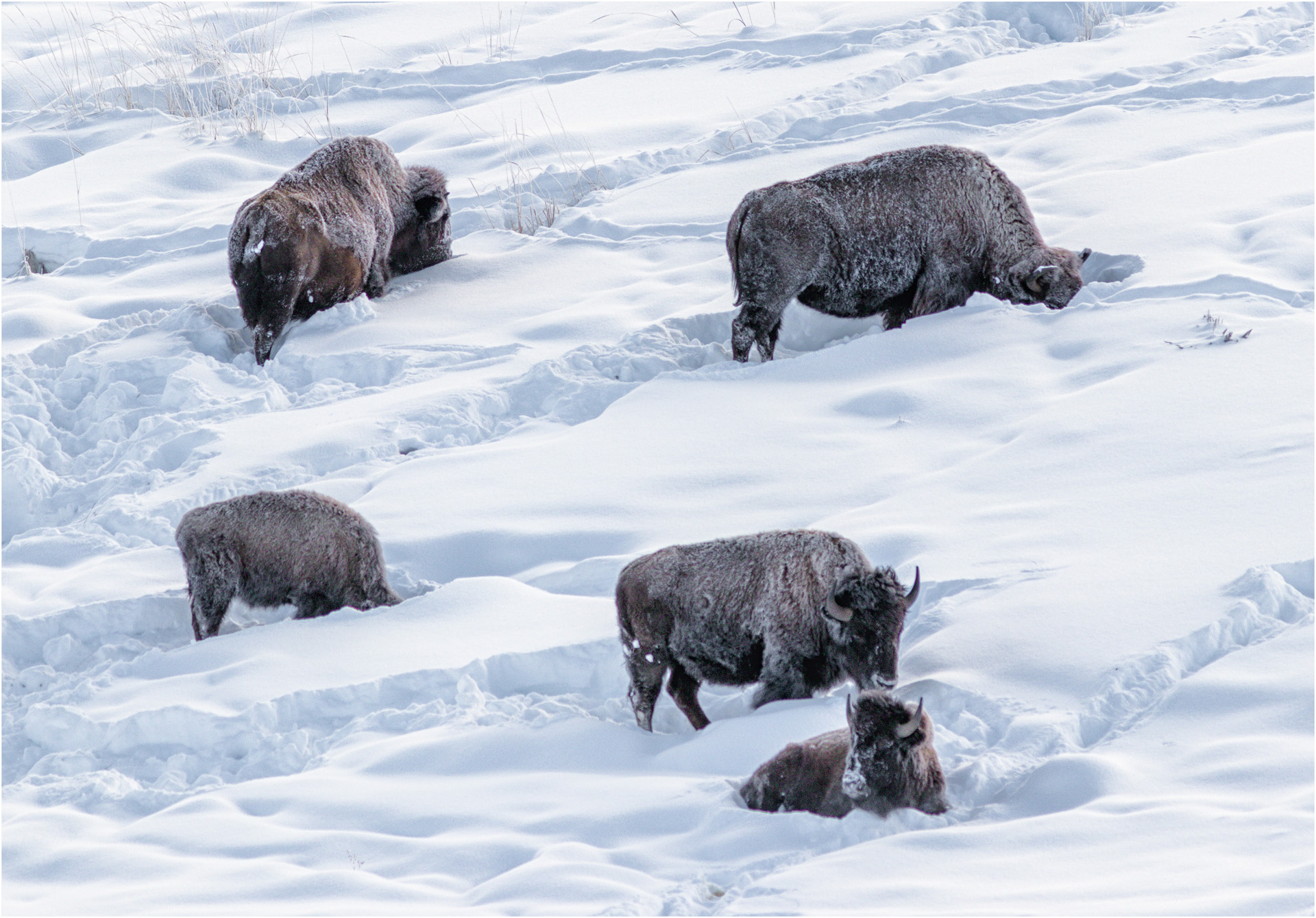 Bison Foraging In Deep Snow
