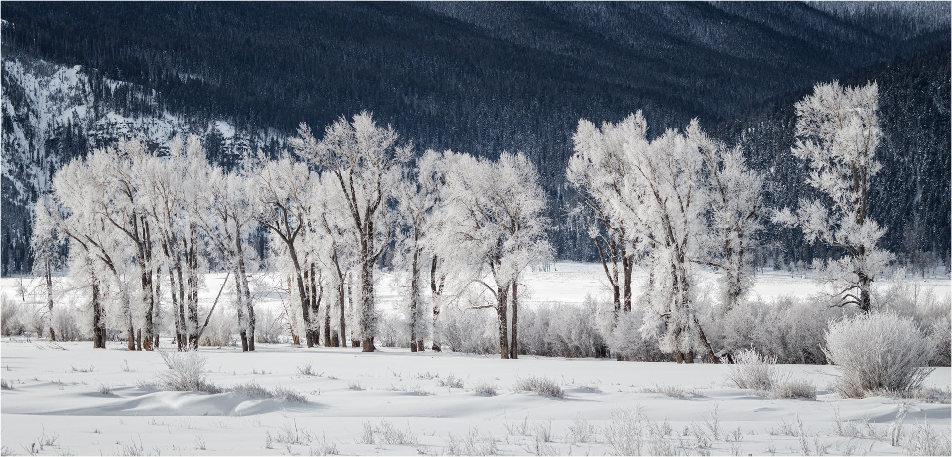Frosty Trees