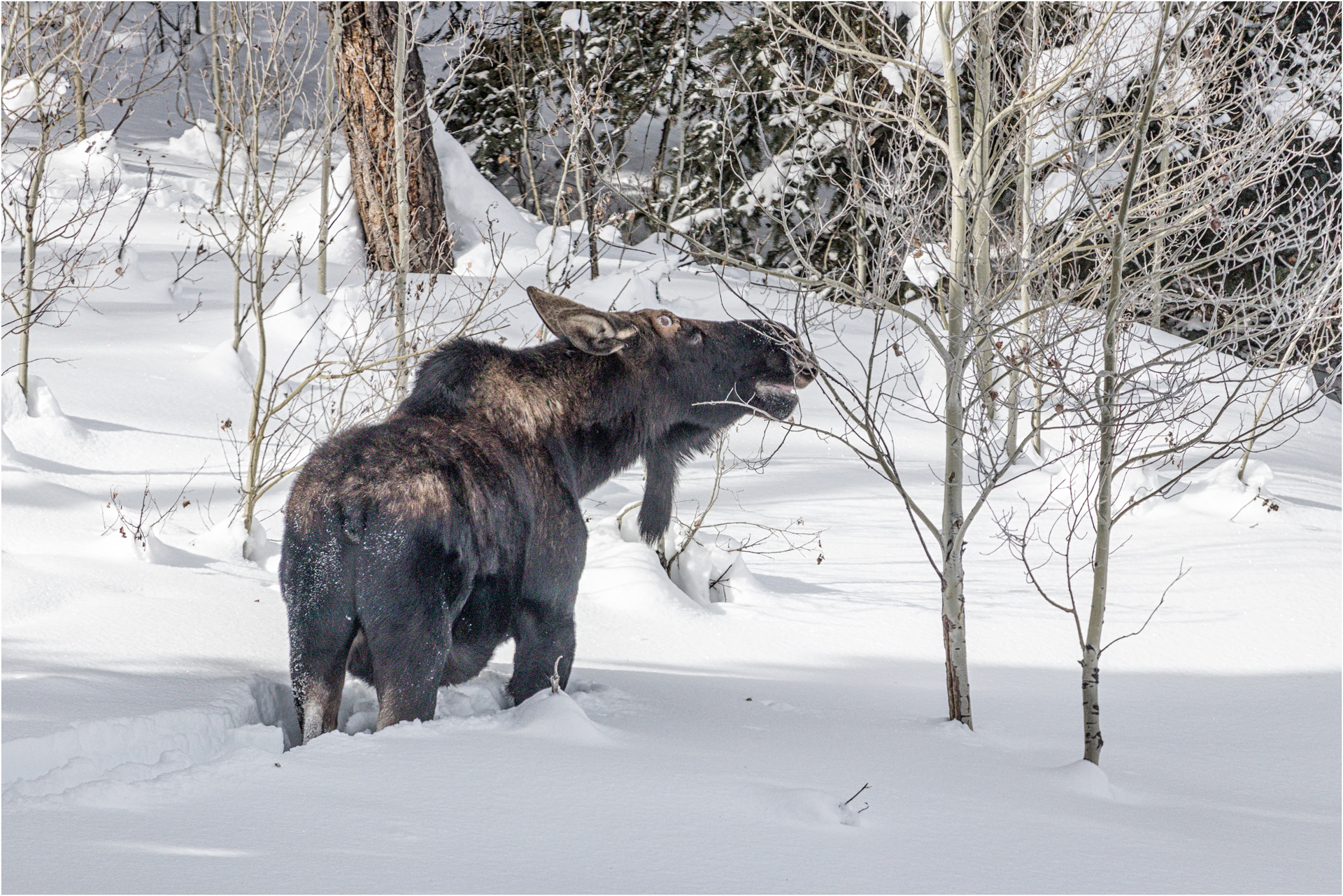 Moose Foraging For Food