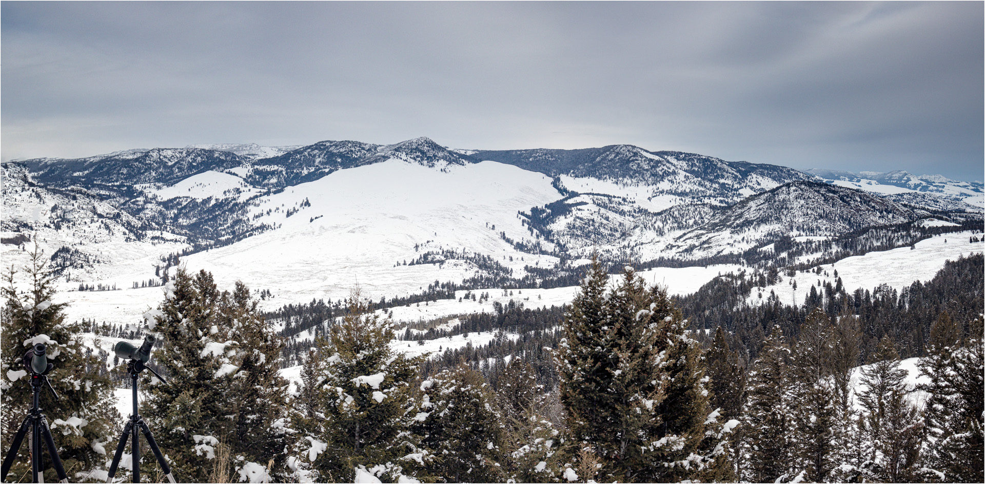 Looking For The Junction Butte Wolf Pack