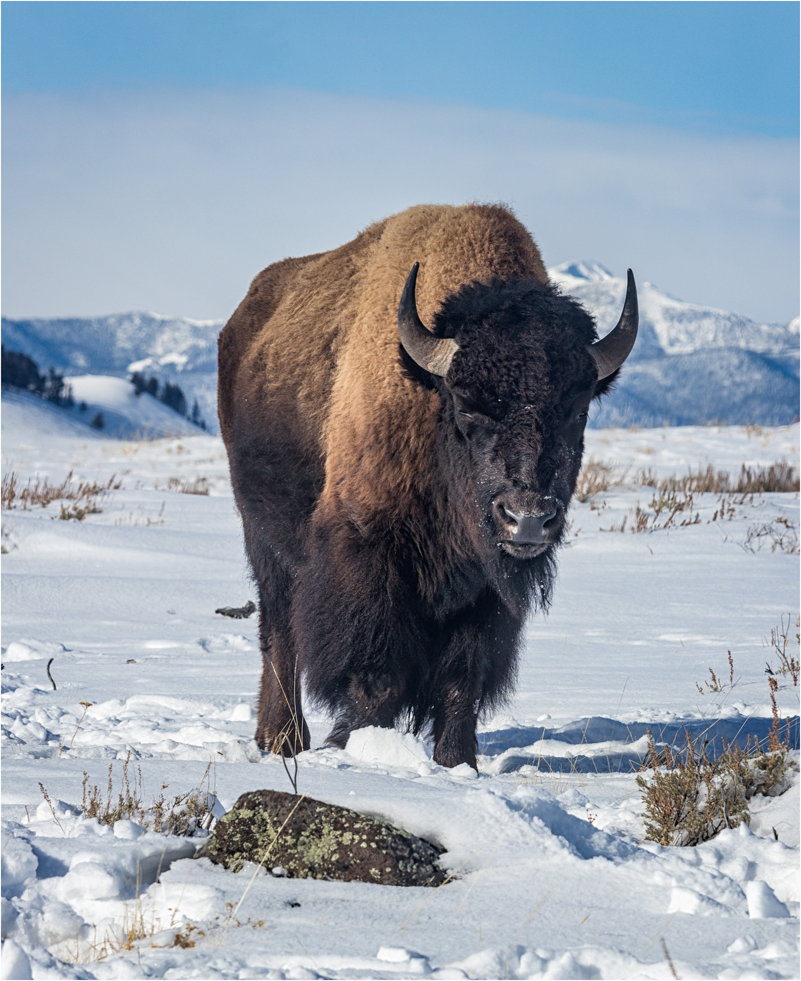 Bison