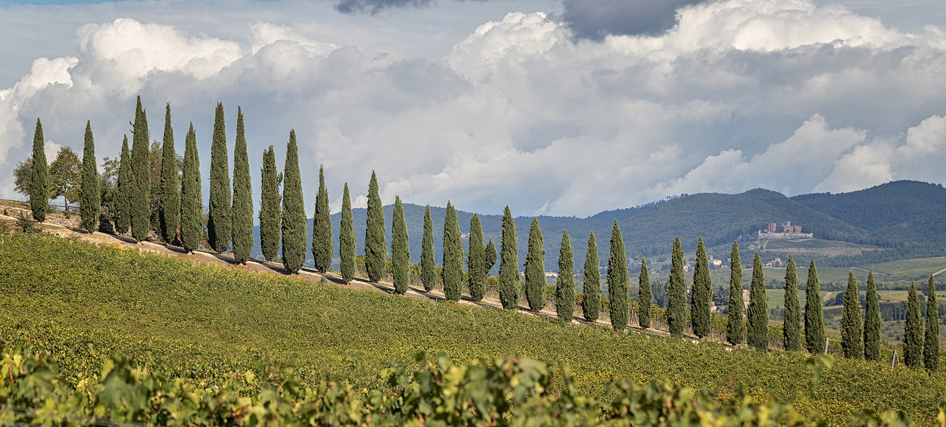 Cypress Trees Near Borgo Argiano