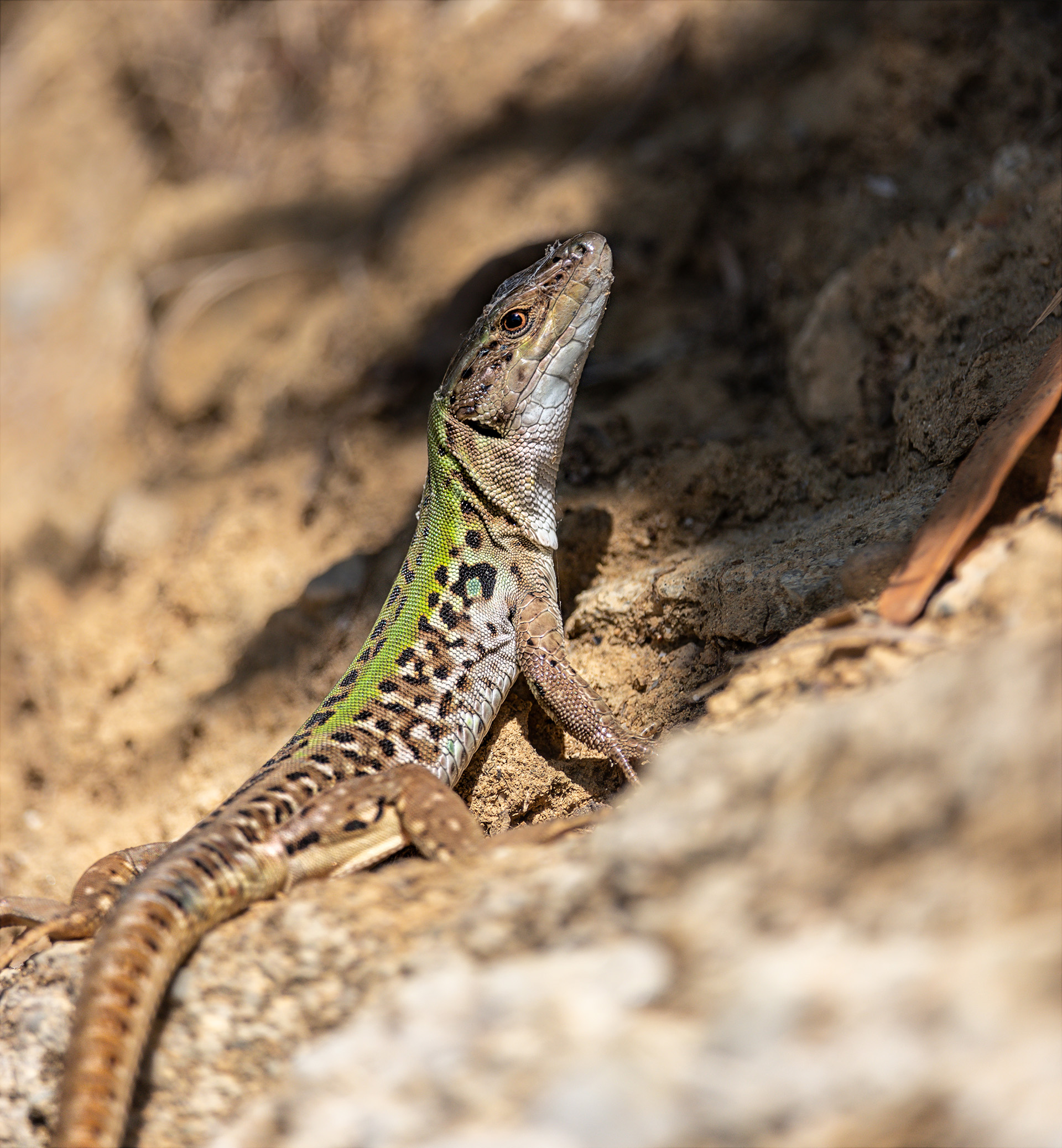 Common Lizzard