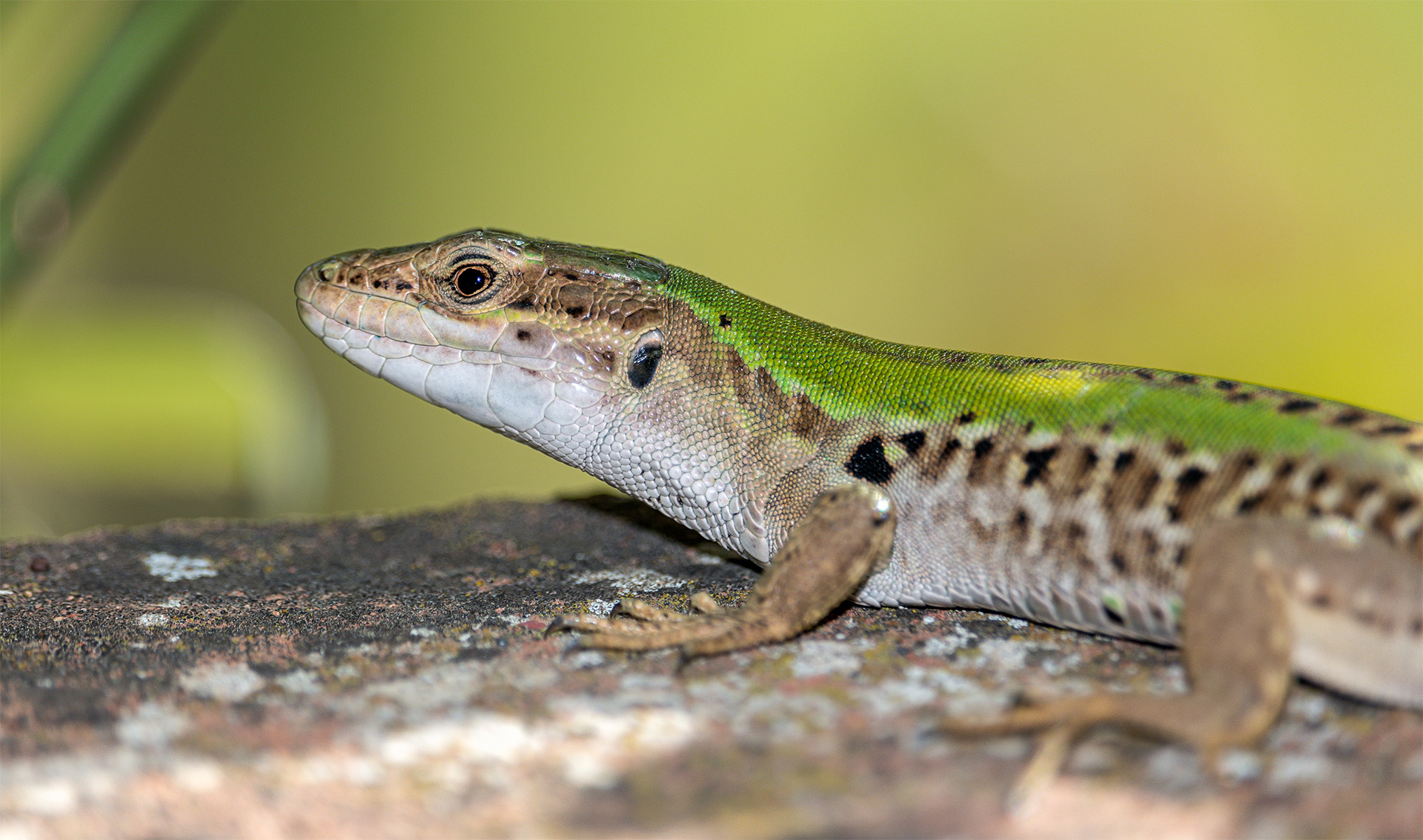 Common Lizzard