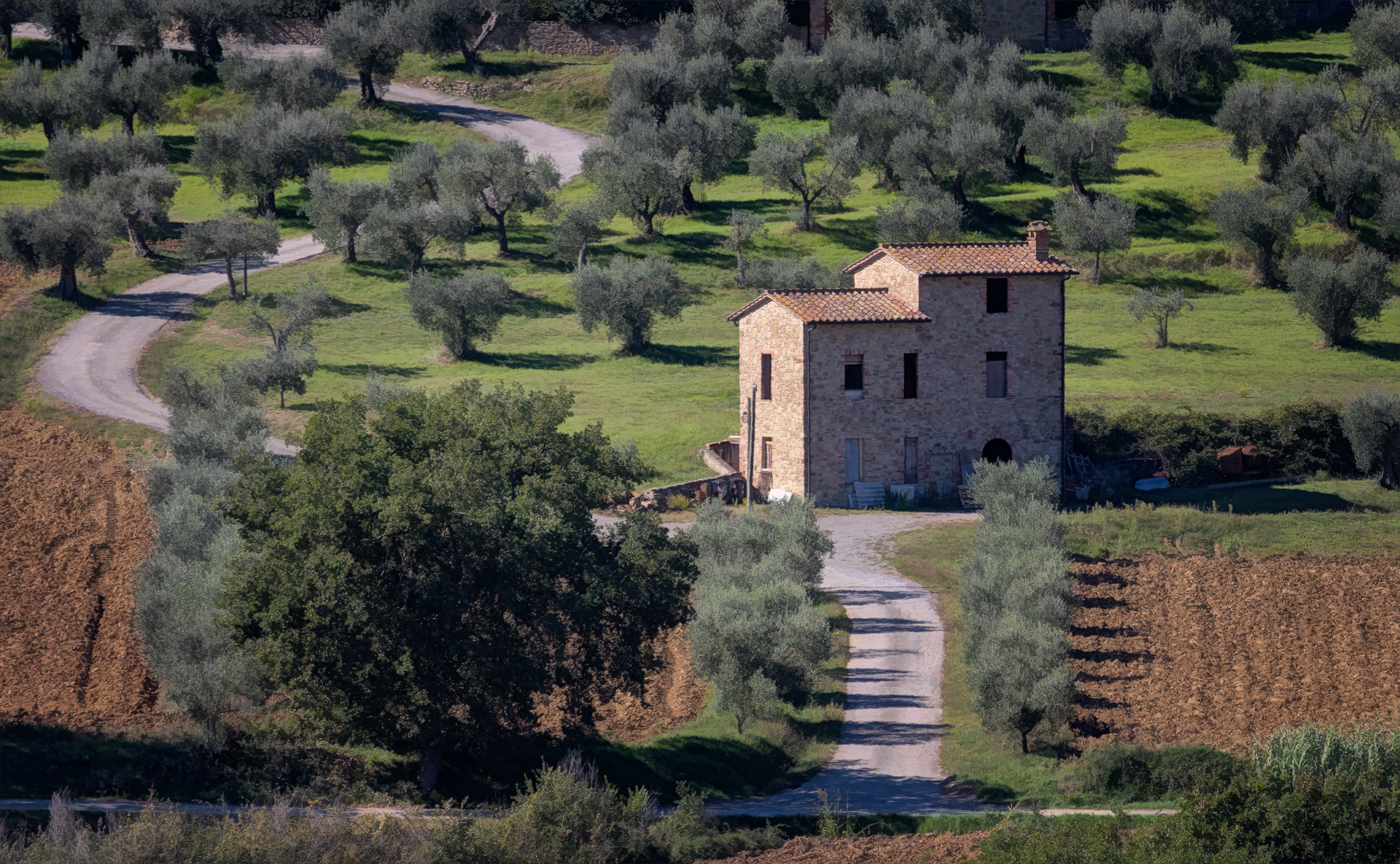 Olive Groves at Magione