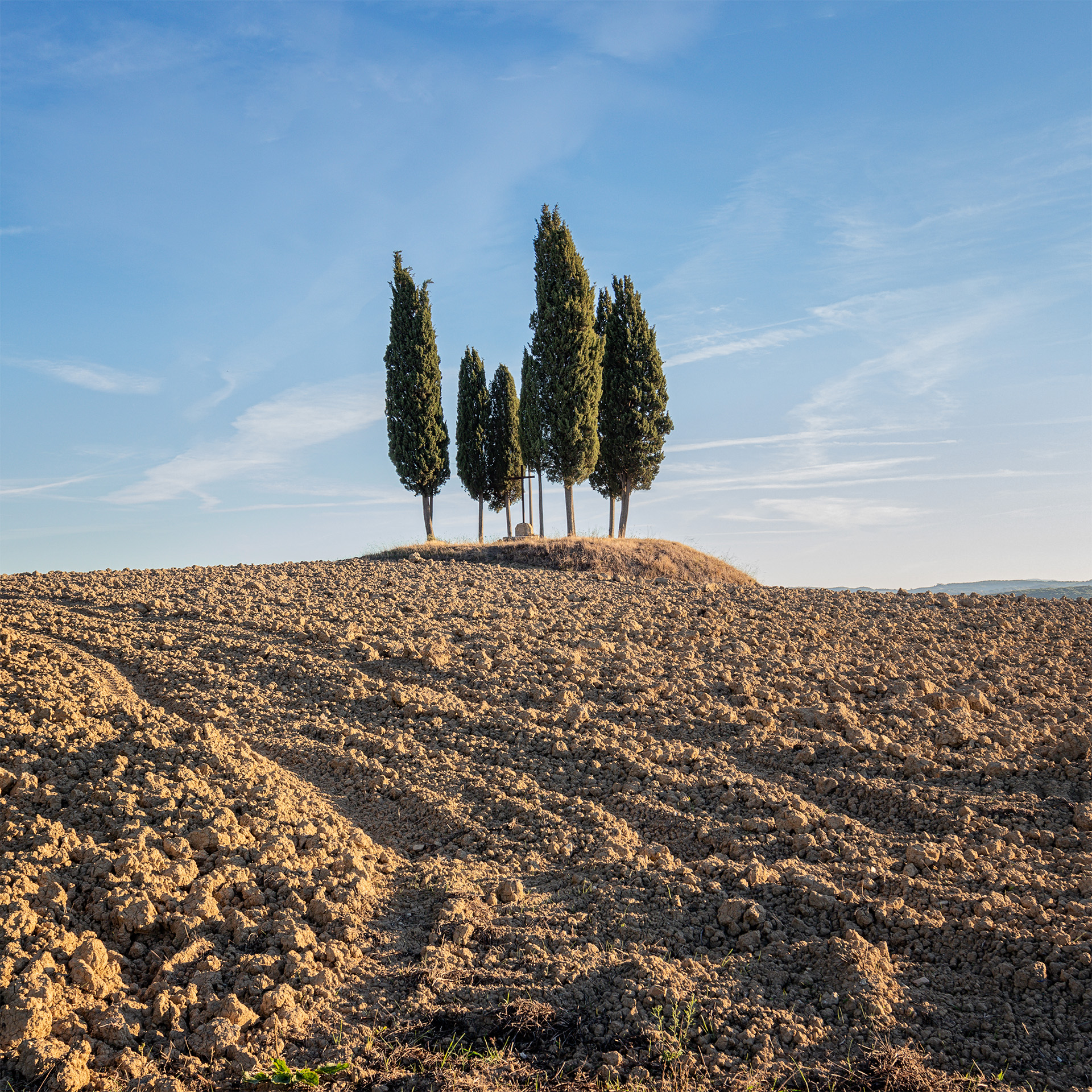 Cypress Trees near Podere Belvedere