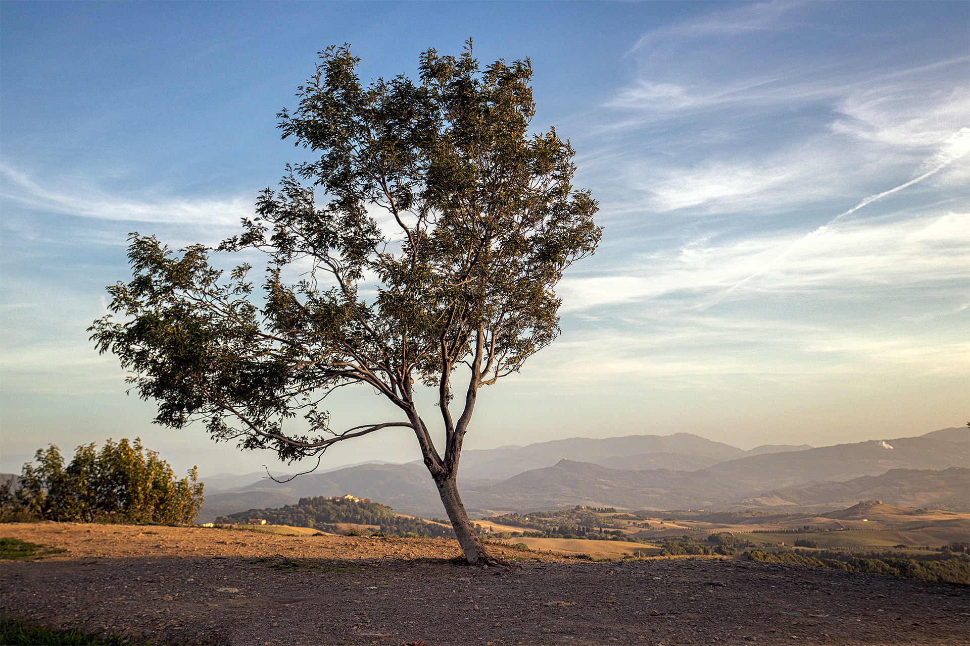 Tree Near Volterra