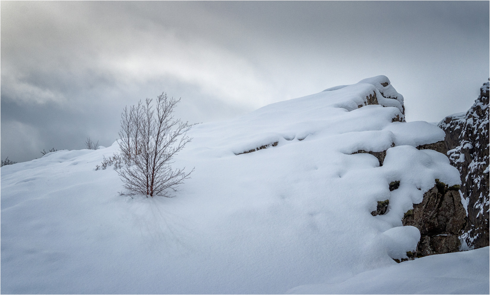 Snow And Tree – Thingvellir