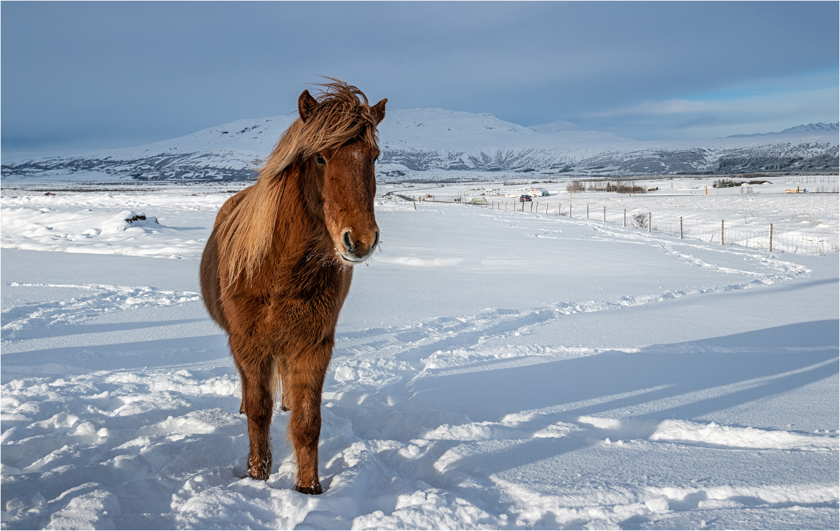Icelandic Horse
