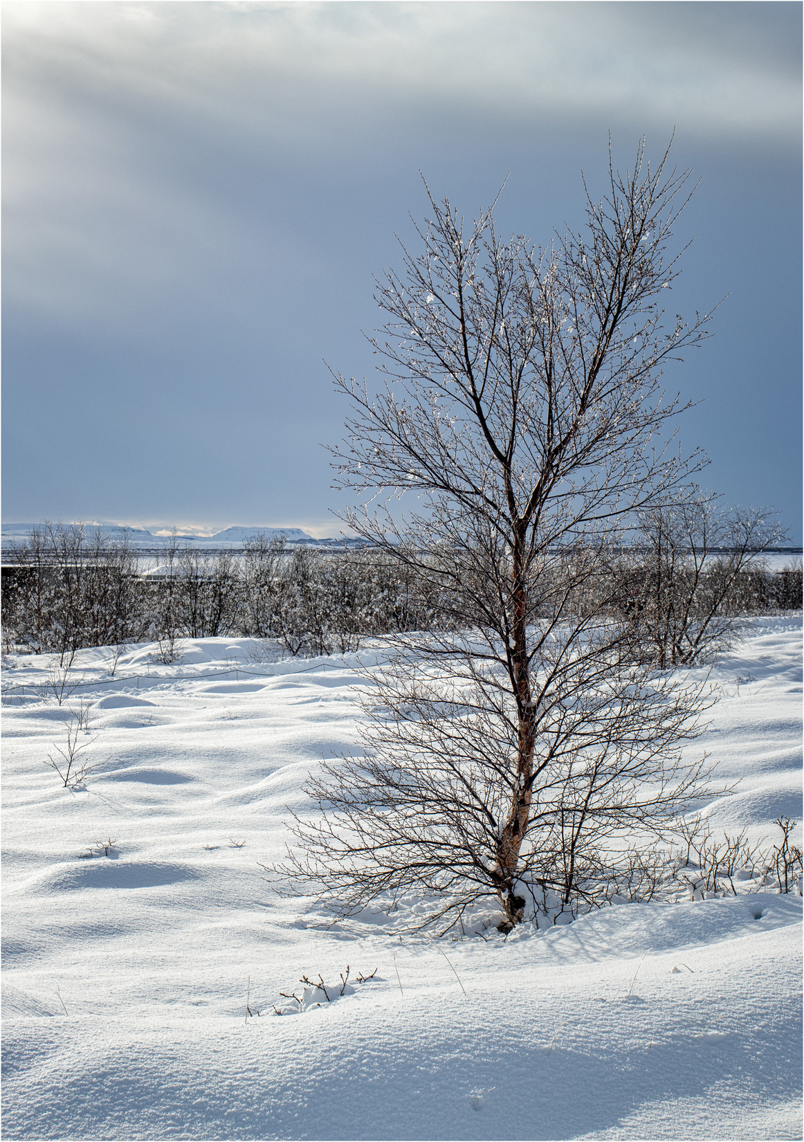 Lone Tree at Geysir