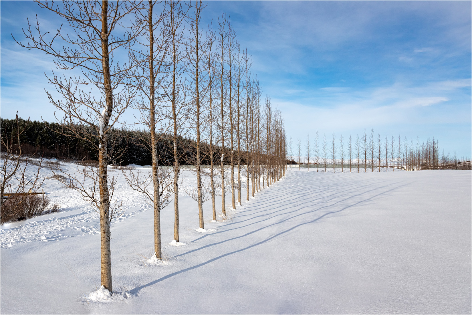 Tree Line at Faxifoss