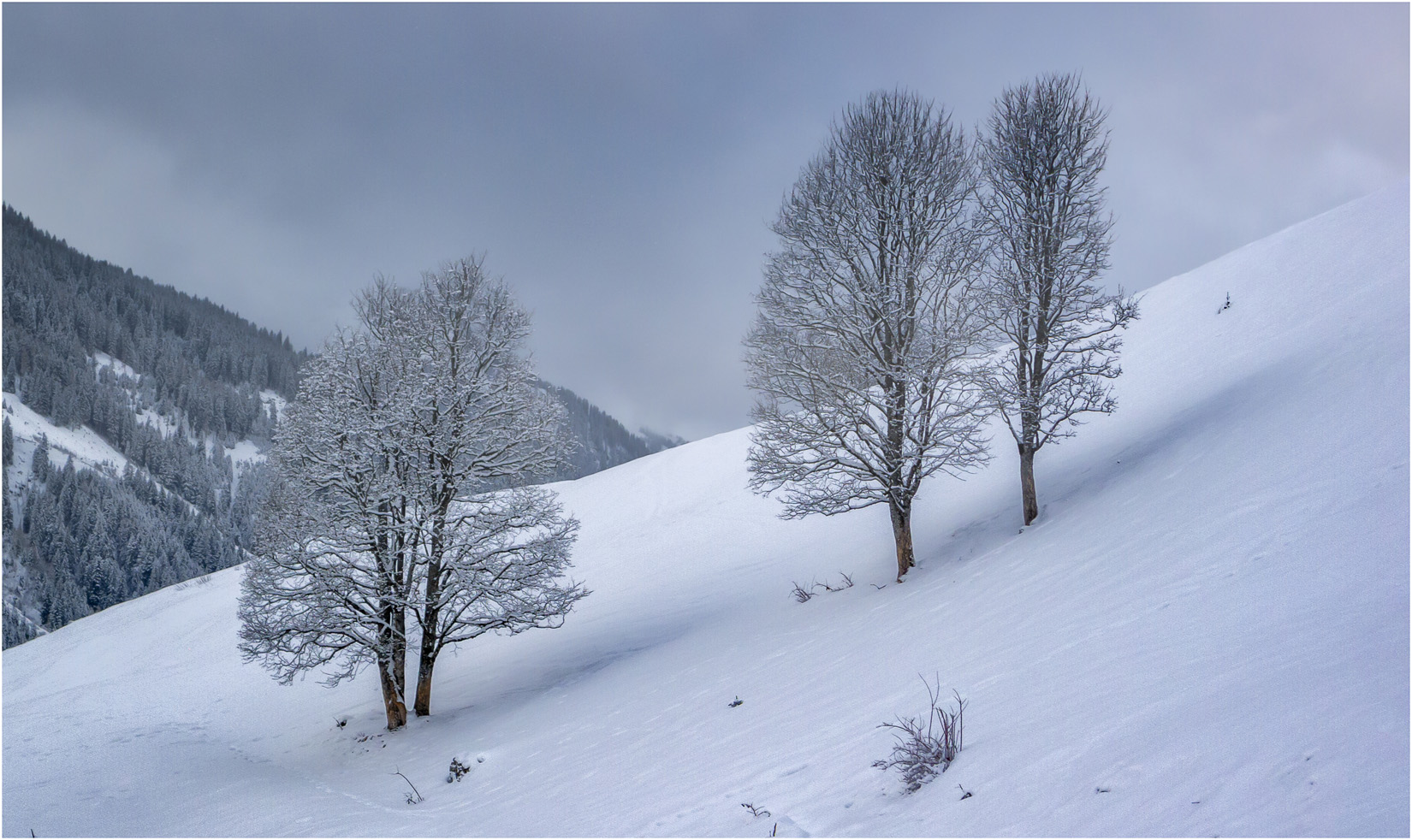 Winter Trees In Hinterglemm